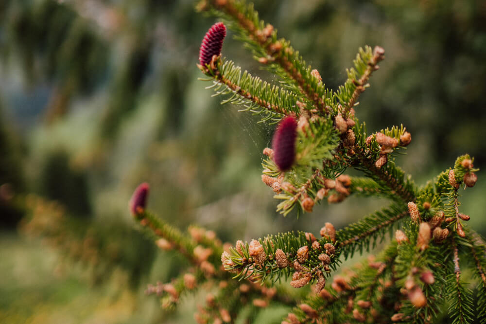 Seasonal foraging retreat in Europe