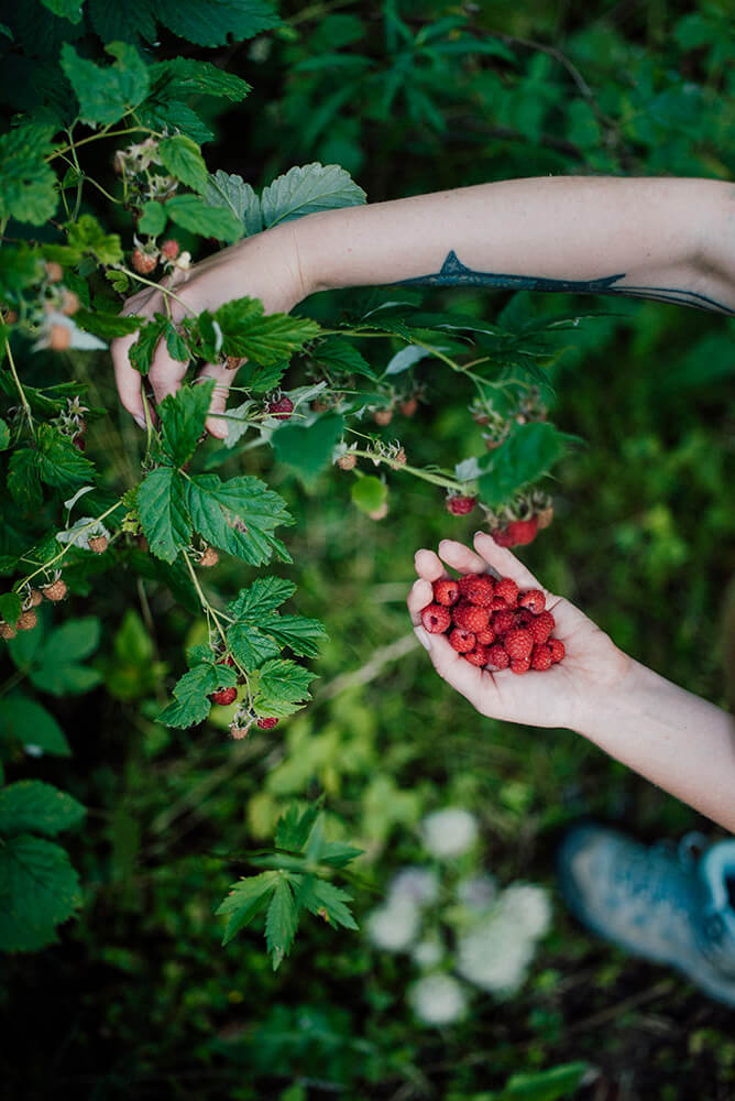 Mindful foraging retreat French Alps