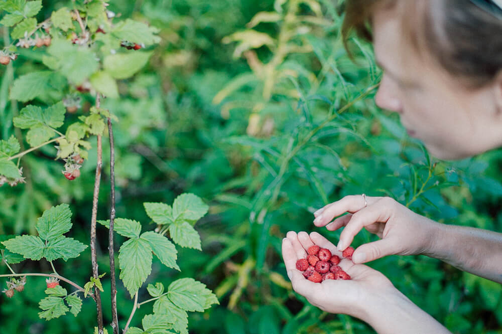 mountain raspberry foraging tour