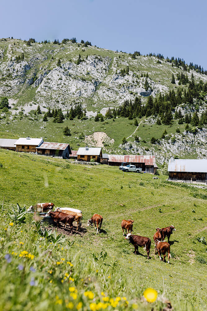 Cows in the Alps in summer