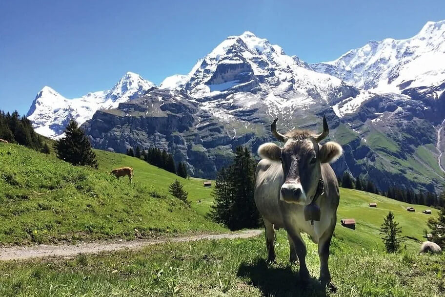 Cow on a guided hike in Switzerland