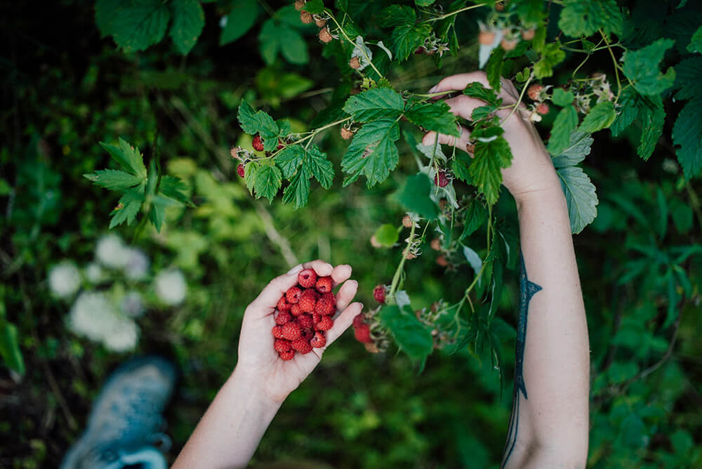 Wild raspberries foraging in the French Alps