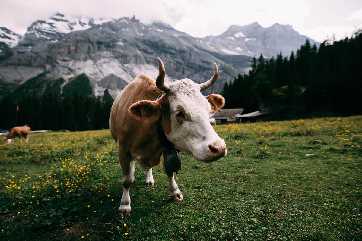 A cow in Switzerland in the Alps