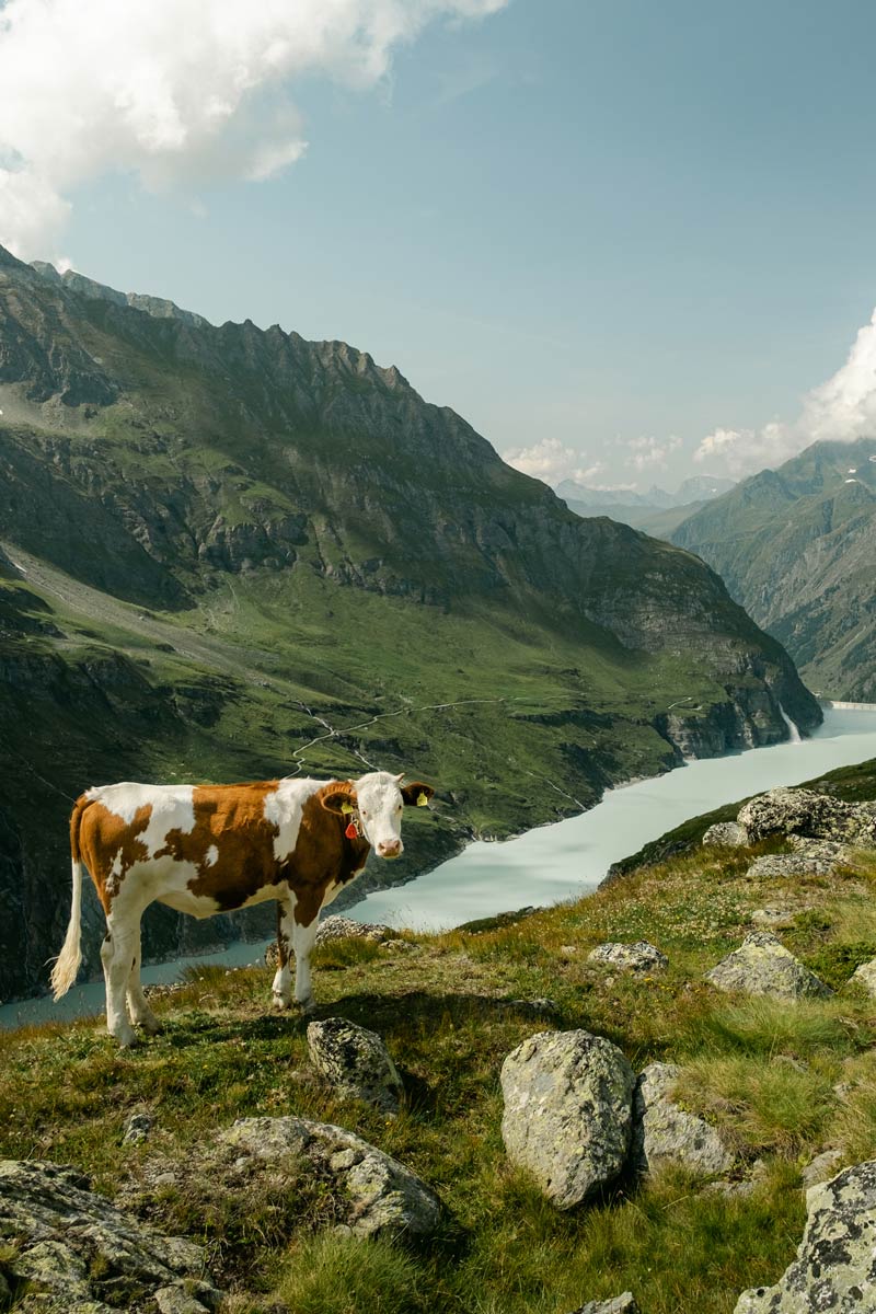 Alpine cow in Lauterbrunnen, Switzerland