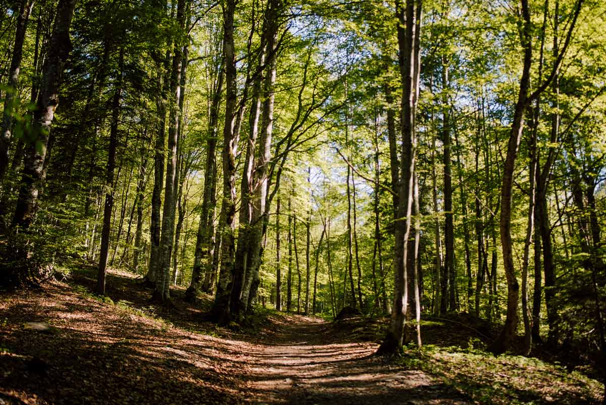 Forest bathing meditation in nature