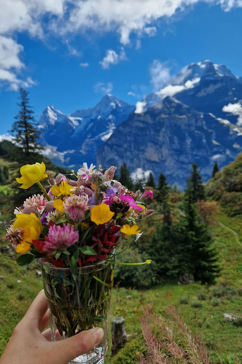 Wild flowers in Switzerland in summer