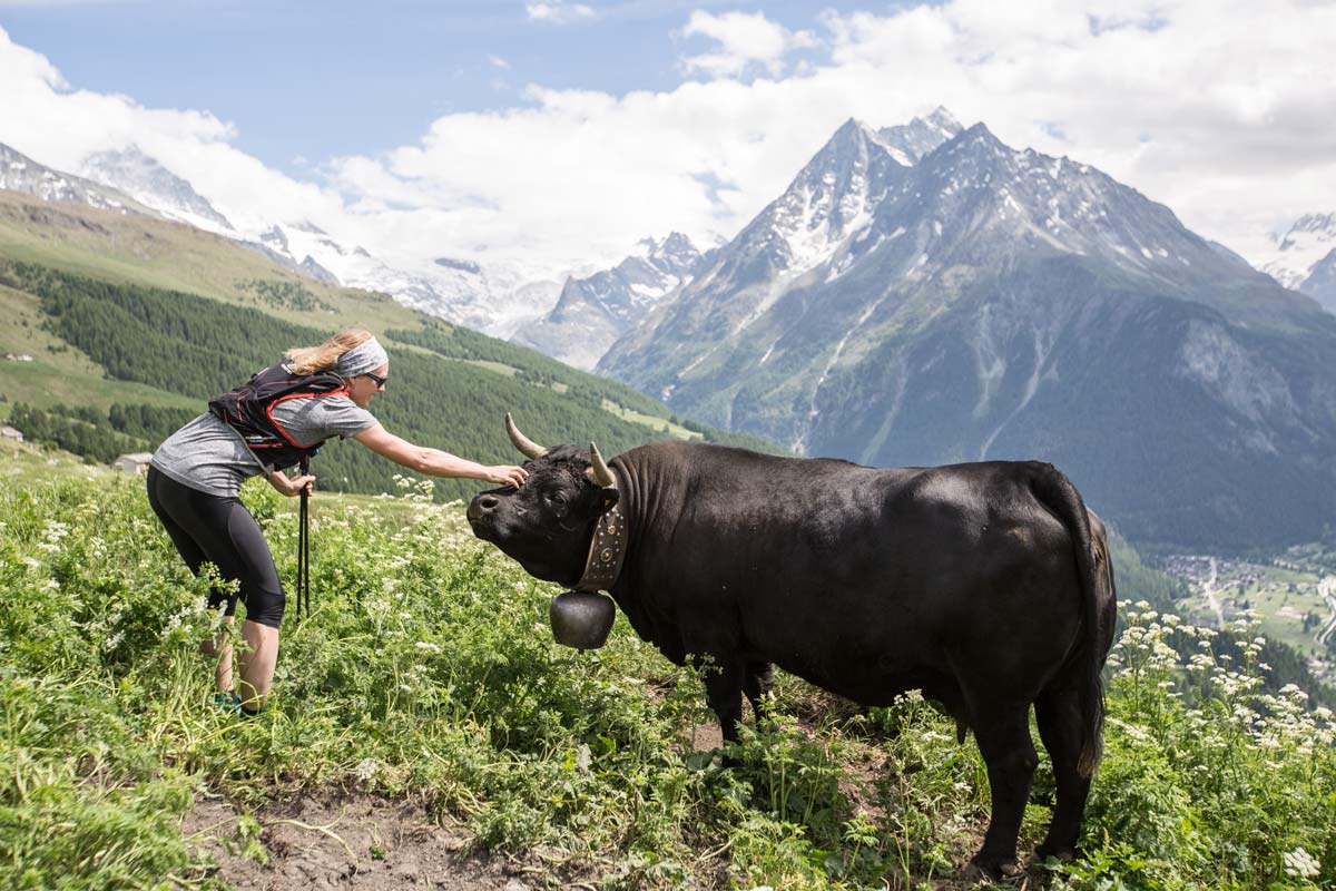 Swiss cow in the mountains