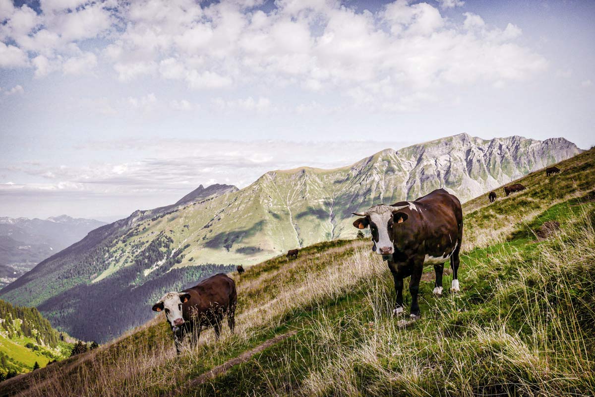 alpine cows in the french alps in summer