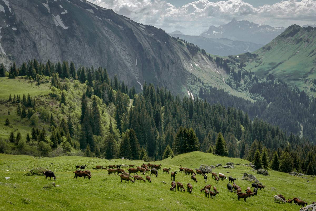 goats in their summer pastures in the alps